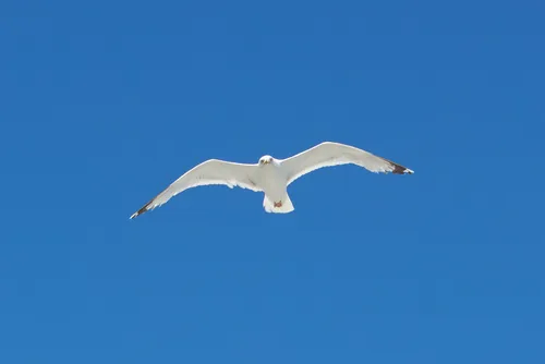 This image is a landscape photograph featuring a seagull in flight as the main subject, captured against a clear blue sky. The photograph was taken during the afternoon in the summer season. Animals are the central focus of this image, with seagulls being specifically represented. No additional landmarks are visible in the frame, and the composition showcases the wingspan and feather detail of the seagull blue while highlighting the open sky.
